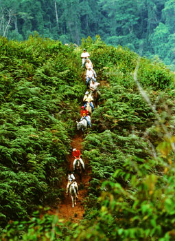 horseback riding in the forest of Rafiki Safari Lodge in Costa Rica. A destination resort with fantatic tripadvisor reviews