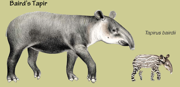 Baird's Tapir